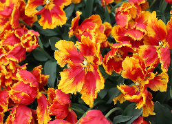 Rozkwitnięte, Żółto-czerwone, Tulipany strzępiaste, Kwiaty
