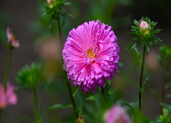 Rozkwitnięty, Różowy, Aster