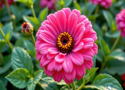 Kwiat, Różowy, Liście, Pąki