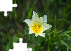 Kwiat, Tulipan, Zbliżenie