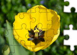 Rozwinięty, Żółty, Tulipan