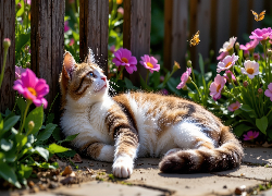 Leżący, Kot, Rudo-biały, Kwiaty, Płot, AI