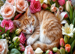 Śpiący, Rudo-biały, Kot, Kwiaty