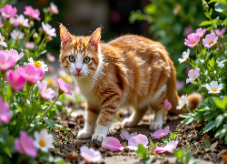Rudo-biały, Kot, Kwiaty, Różowe