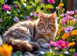 Leżący, Kot, Kolorowe, Kwiaty