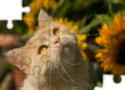 Rudy, Kot, Słoneczniki