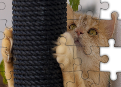 Kot, Rudy, Drapak, Pazurki