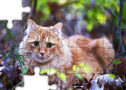 Kotek, Oczy, Zielone, Liście