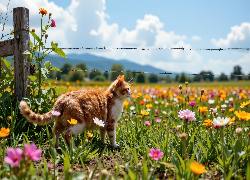 Rudy, Kot, Ogrodzenie, Łąka