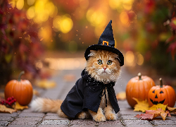 Kot, Kapelusz, Dynie, Halloween, Grafika AI