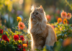 Kot, Rudy, Kwiaty, Zachód słońca, Grafika