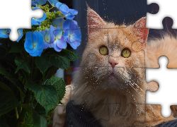 Kot, Pyszczek, Kwiaty, Hortensja