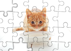 Rudy, Kot, Talerz, Mleko