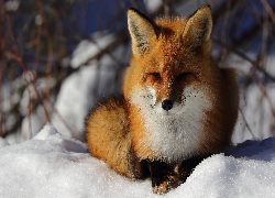 Śnieg, Leżący, Rudy, Lis