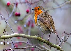Ptak, Rudzik, Gałązka