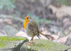 Ptak, Rudzik, Kamienie