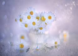 Biały, Rumian polny, Kwiaty