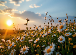 Kwiaty, Rumiany polne, Zachód słońca, Grafika AI