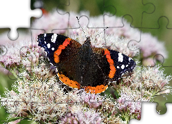 Motyl, Rusałka admirał, Kwiaty, Zbliżenie