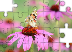 Motyl, Rusałka osetnik, Kwiat, Jeżówka