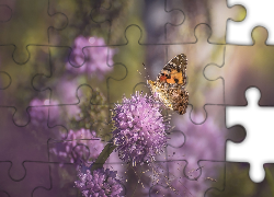 Motyl, Rusałka osetnik, Liliowe, Kwiaty