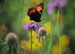 Kwiat, Motyl, Rusałka pokrzywnik