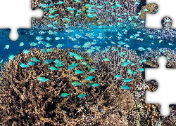 Rafa koralowa, Niebieskie, Ryby, Koralowce