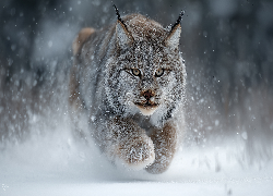 Ryś, Śnieg, Zima, Grafika AI