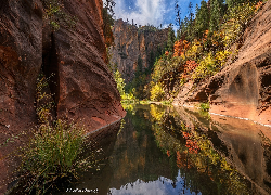 Stany Zjednoczone, Arizona, Sedona, Skały, Wąwóz, Rzeka, West Fork of Oak Creek, Drzewa