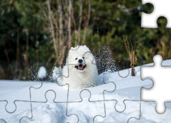 Biały, Pies, Samojed, Śnieg