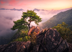 Mgła, Skały, Drzewo, Sosna, Góry, Jebibong, Korea Południowa