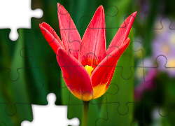 Tulipan, Czerwony