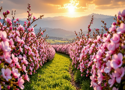 Pole, Krzewy, Różowe, Kwiaty, Ścieżka, Góry, Niebo, Słoneczny blask