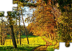 Jesień, Las, Drzewa, Trawa, Ścieżka, Słoneczny, Dzień