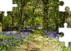Wielka Brytania, Anglia, Shipley Country Park, Ścieżka, Drzewa, Kwiaty, Dzwonki