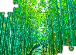 Drzewa, Bambusy, Ścieżka, Schody