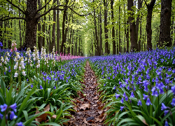 Kwiaty, Fioletowe, Białe, Różowe, Dzwonki, Ścieżka, Drzewa, Las, Wiosna