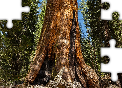 Stany Zjednoczone, Stan Kalifornia, Park Narodowy Redwood, Las, Drzewa, Sekwoja