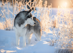 Siberian husky, Pies, Zima, Rośliny