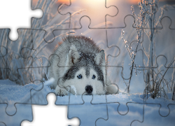Zima, Śnieg, Pies, Siberian husky, Mordka