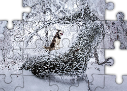 Zima, Zaśnieżone, Drzewa, Pies, Siberian Husky