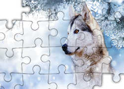 Pies, Siberian husky, Zima, Śnieg, Gałąź, Profil