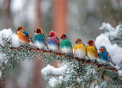 Kolorowe, Ptaki, Gałązka, Sosna, Śnieg, Grafika AI