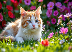 Biało-rudy, Kot, Kwiaty