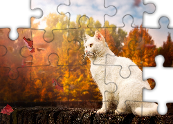 Biały, Kot, Liście