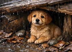 Pies, Szczeniak, Deski, Deszcz