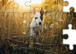 Skaczący, Pies, Trawa