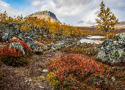 Jesień, Góra, Skały, Żółte, Drzewa, Kolorowe, Rośliny, Laponia, Finlandia