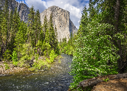 Stany Zjednoczone, Kalifornia, Park Narodowy Yosemite, Góra, El Capitan, Rzeka, Merced River, Drzewa, Krzewy