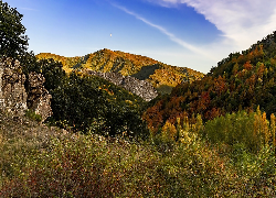 Zalesione, Góry, Wzgórza, Kolorowe, Drzewa, Krzewy, Skały